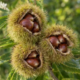 Châtaigner d’henry (Castanea henryi) — gros plan sur bogues ouvertes montrant les fruits · Photo d'illustration