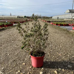 Ciste pourpre (Cistus purpureus) — jeune arbuste en pot sur allée de pépinière · Pot 4L