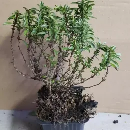 Sarriette 'Montana' (Satureja) — jeune plant ligneux en pot de pépinière · Godet