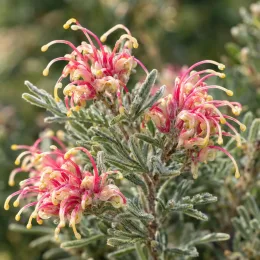 Grévilléa (Grevillea lanigera) — inflorescences tubulaires roses et jaunes sur feuillage gris · Photo d'illustration