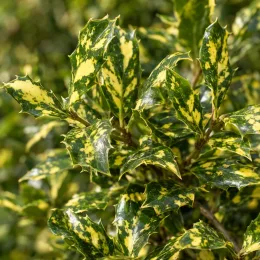 Houx à feuilles de myrte panaché 'Myrtifolia aurea maculata' (Ilex aquifolium) — feuillage piquant vert panaché de jaune · Photo d'illustration