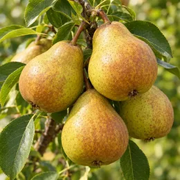Poirier 'General leclerc' (Pyrus communis) — gros plan sur plusieurs poires mûres · Photo d'illustration