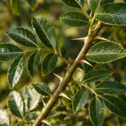 Poivrier du sichuan (Zanthoxylum piperitum) — rameau épineux avec feuilles composées luisantes · Photo d'illustration