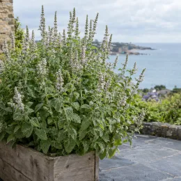 Menthe géante (Mentha × villosa) — grand massif feuillu en bac devant la mer · Photo d'illustration