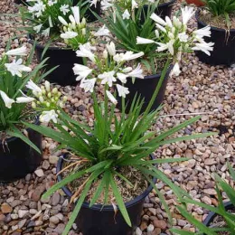 Agapanthe 'Nina white' (Agapanthus africanus) — plante à longues feuilles vertes et fleurs blanches · Pot 3L