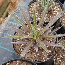 Agave filifera 'Schidigera' — rosette de feuilles rigides bordées de filaments blancs · Pot 2.5L
