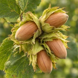 Noisetier 'Longue d'espagne' (Corylus avellana) — gros plan sur grappes de noisettes mûres · Photo d'illustration