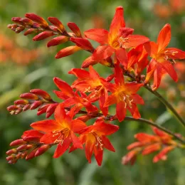 Montbretia emberglow 'Emberglow' (Croscosmia × crocosmiiflora) — fleurs orange vives en grappes allongées · Photo d'illustration