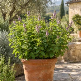 Menthe 'Marrakech' (Mentha spicata) — plante aromatique en pot, épis floraux mauves