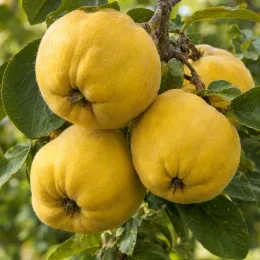 Cognassier d'angers 'Angers' (Cydonia oblonga) — gros fruits jaunes velus sur branches feuillées · Photo d'illustration