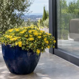 Pourpier vivace (Delosperma nubigenum) — plante fleurie à petites fleurs jaunes en pot · Photo d'illustration