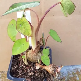Oreille d'éléphant à tige rose 'Pink china' (Colocasia esculenta) — jeune plant à grandes feuilles vertes en pot · Godet
