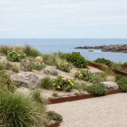 Cactée (Opuntia bentonii) — massif de cactus fleuris sur talus côtier · Photo d'illustration