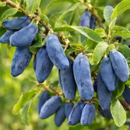 Baie de mai 'Fialka' (Lonicera kamtschatica) — gros plan de baies allongées bleues avec feuillage · Photo d'illustration