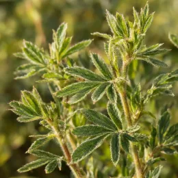 Potentille jaune d'or 'Jackman' (Potentilla fructicosa) — gros plan sur jeunes feuilles vertes duveteuses · Photo d'illustration