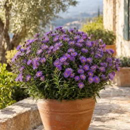 Aster 'Purple dome' (Aster novae) — touffe arrondie de fleurs mauves en pot terre cuite