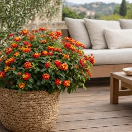 Lantanier (Lantana) — plante fleurie en pot tressé sur terrasse en bois · Photo d'illustration