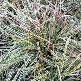 Laîche 'Everest' (Carex oshimensis) — touffe dense de feuilles rubanées panachées · Pot 2.5L Touffe
