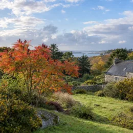 Sumac lacinié 'Laciniata' (Rhus glabra) — arbre au feuillage rougeoyant dans jardin campagnard · Photo d'illustration