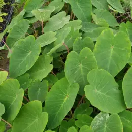Oreille d'éléphant à tige rose 'Pink china' (Colocasia esculenta) — large feuillage vert dense aux pétioles rosés · Pot 2.5L