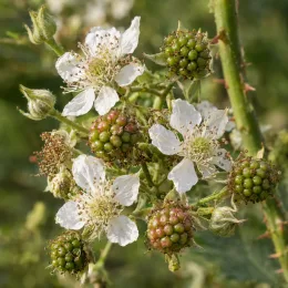 Murier 'Mont blanc' (Rubus fruticosus) — grappes de fleurs blanches et jeunes fruits · Photo d'illustration