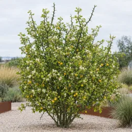 Orange trifoliée pomeroy 'Pomeroy (b2 h20)' (Poncirus trifoliata) — grand arbuste épineux couvert de fleurs et fruits jaunes · Photo d'illustration