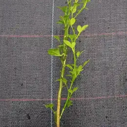 Orange trifoliée 'Rubidoux' (Poncirus trifoliata) — jeune plant vert épineux en godet plastique