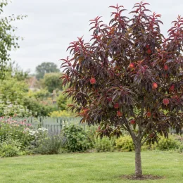 Pêcher pourpre 'Rubira' (Prunus persica) — arbre fruitier au feuillage pourpre dans un jardin · Photo d'illustration