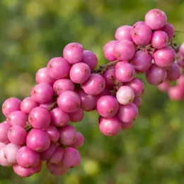 Symphorine de doorenbos à fruits roses 'Magic berry' (Symphoricarpos × doorenbosii) — gros plan sur grappe de baies roses · Photo d'illustration