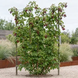 Mûre framboise 'Loganberry' (Rubus fruticosus) — grand roncier palissé portant grappes de fruits rouges · Photo d'illustration