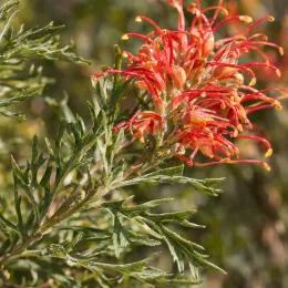 Grévilléa 'Joe mason' (Grevillea) — inflorescences rouge orangé sur feuillage fin et découpé