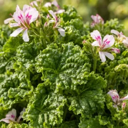 Géranium au parfum de citron 'Crispy' (Pelargonium) — feuillage très fripé avec quelques fleurs bicolores