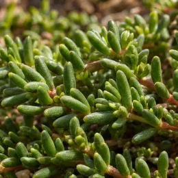 Pourpier vivace 'Of desert rosequartz' (Delosperma) — gros plan sur tiges rampantes aux feuilles charnues · Photo d'illustration