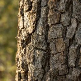 Chêne tauzin (Quercus toza) — gros plan sur écorce rugueuse fissurée · Photo d'illustration