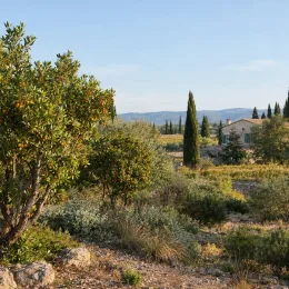 Arbousier ou arbre aux fraises 'Two' (Arbutus unedo) — arbre fruitier dans paysage méditerranéen ensoleillé · Photo d'illustration