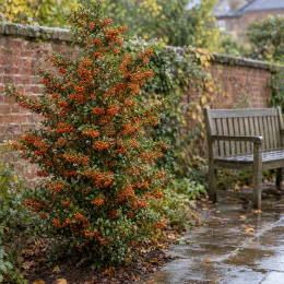Buisson ardent orange 'Orange glow' (Pyracantha coccinea) — arbuste couvert de baies orange près d'un banc · Photo d'illustration