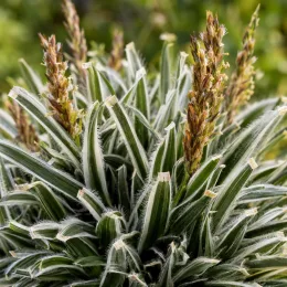 Ficinia givré 'Ice crystal' (Ficinia truncata) — touffe dense de feuilles rubanées bordées de blanc · Photo d'illustration
