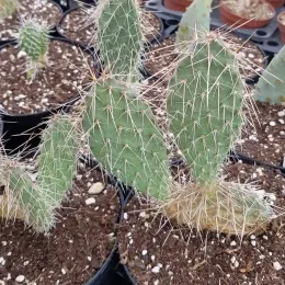 Figuier de barbarie 'Wibke' (Opuntia polyacantha) — cactus épineux en pot de pépinière