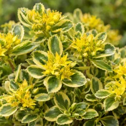 Orpin panaché 'The edge' (Sedum kamtschaticum) — touffe dense de feuillage panaché et fleurs jaunes · Photo d'illustration