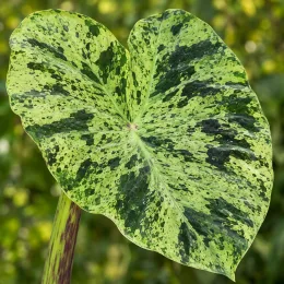 Colocasia panaché 'Mojito' (Colocasia esculenta) — grand feuillage tacheté vert clair et foncé · Photo d'illustration