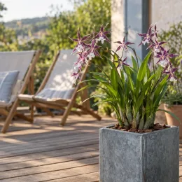 Orchidée 'Petit pierre' (Miltassia) — plante fleurie en pot sur terrasse en bois · Photo d'illustration