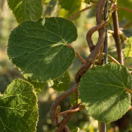 Kiwi 'Femelle' (Actinidia) — gros plan de feuilles vertes sur tige volubile · Photo d'illustration