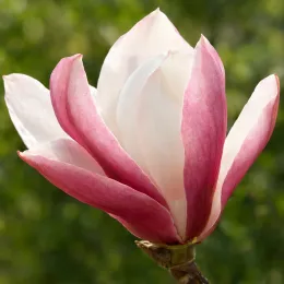 Magnolia de soulange 'Alexandrina' (Magnolia soulangeana) — gros plan de grande fleur bicolore ouverte · Photo d'illustration