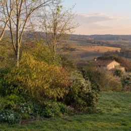 Stachyurus précoce (Stachyurus praecox) — massif arbustif au jardin devant paysage vallonné · Photo d'illustration