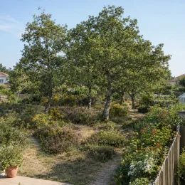 Chêne tauzin (Quercus toza) — groupe d’arbres dans un jardin paysager · Photo d'illustration