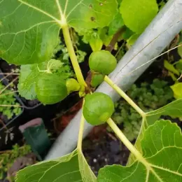Figuier 'Atlas gold' (Ficus carica) — jeune branche avec plusieurs fruits verts
