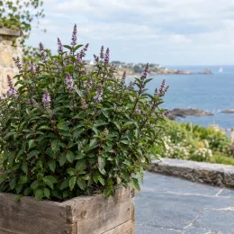 Menthe mitcham 'Mitcham' (Mentha × piperita) — grand plant aromatique fleuri dans un bac en bois · Photo d'illustration