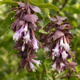 Arbre aux faisans (Leycesteria formosa) — grappes pendantes de fleurs tubulaires bicolores · Photo d'illustration