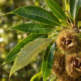 Châtaigner d’henry (Castanea henryi) — bogues épineuses ouvertes avec fruits et feuillage · Photo d'illustration
