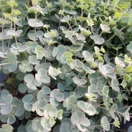 Sédum de siebold 'Combo pink' (Sedum sieboldii) — tapis dense de petites feuilles arrondies